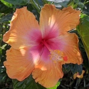 Meet your Posher, Helen